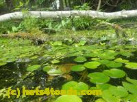 /home//u458753944/public_html/sourcegallery//Frogs/More bullfrogs/P7251197.JPG